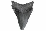 Juvenile Megalodon Tooth - South Carolina #370438-1